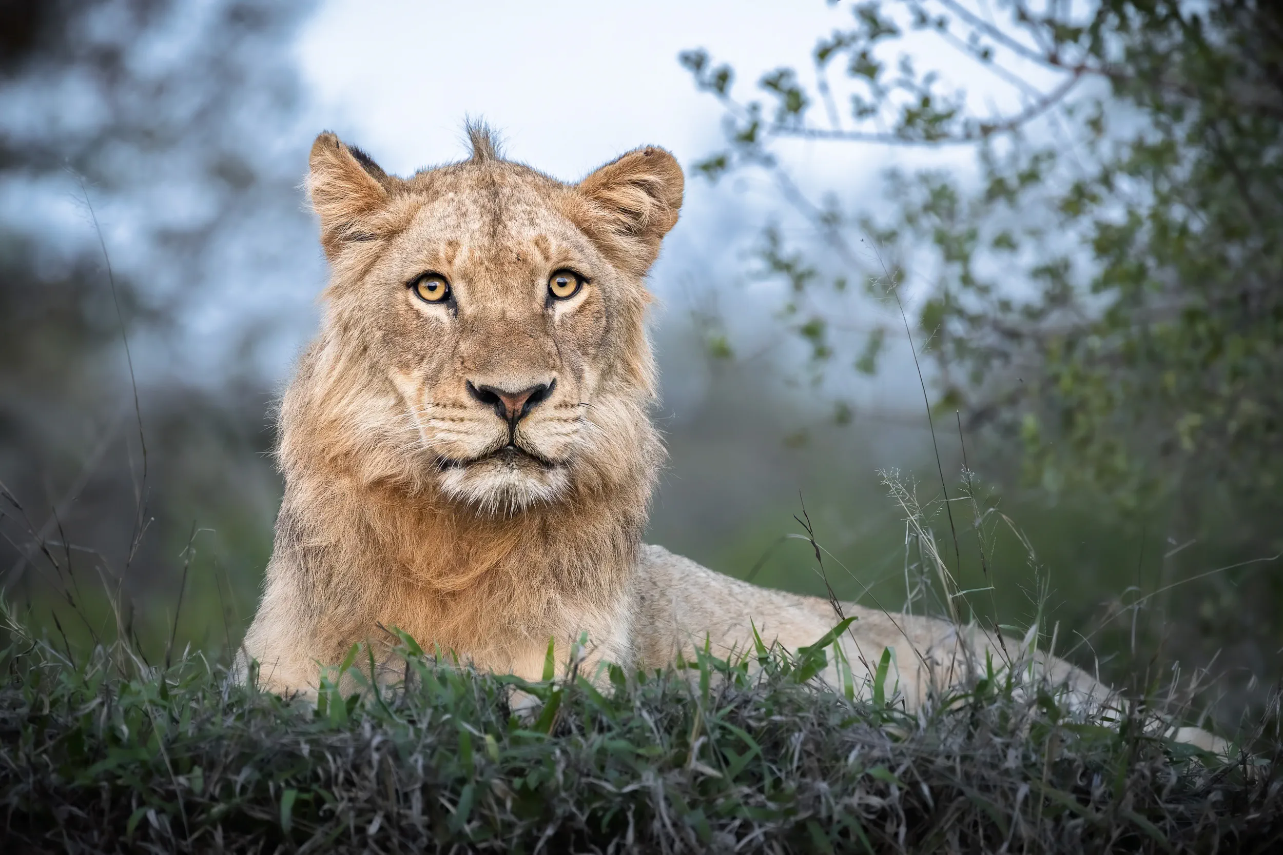 A King Not Yet Crowned