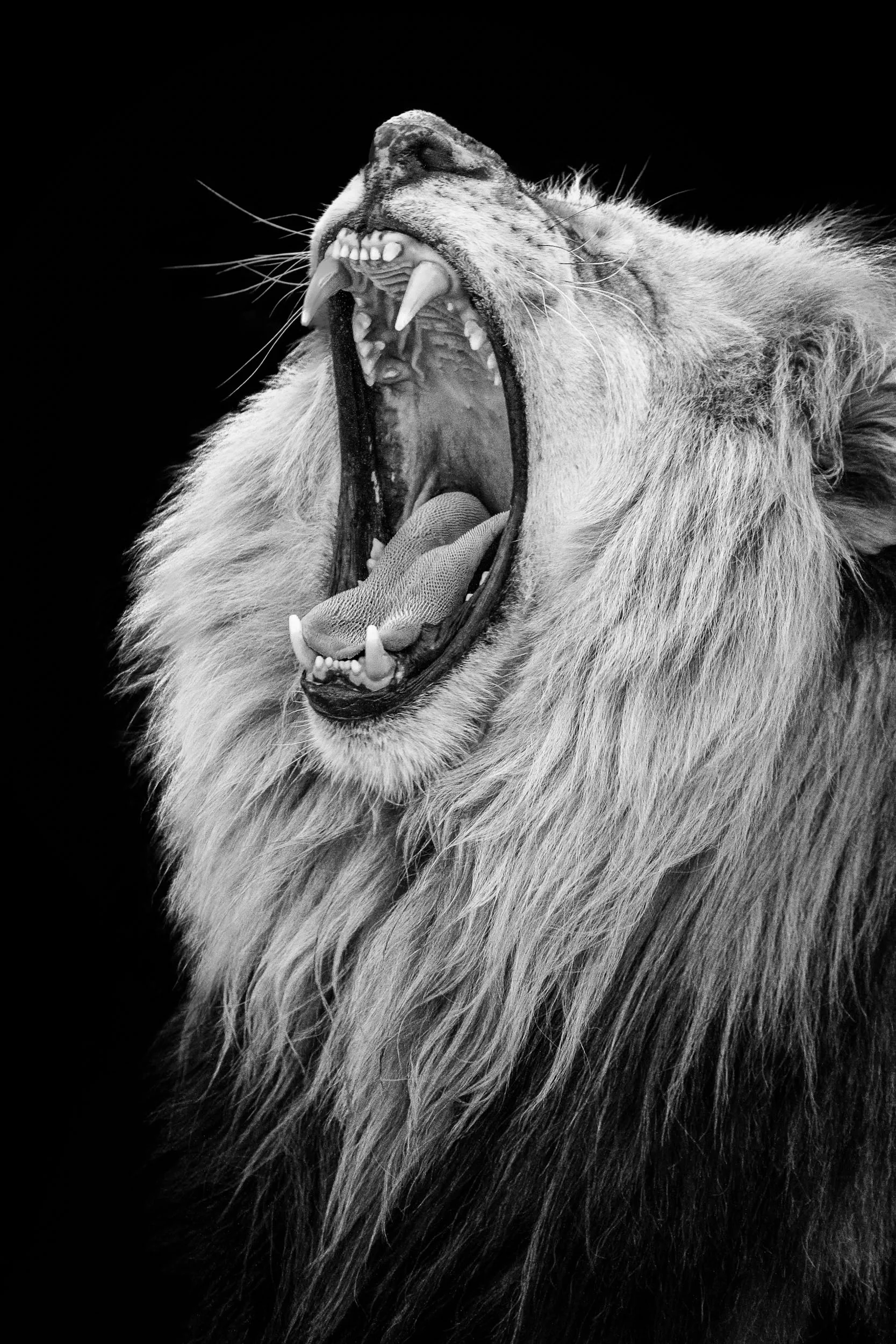 A Roar Without Sound