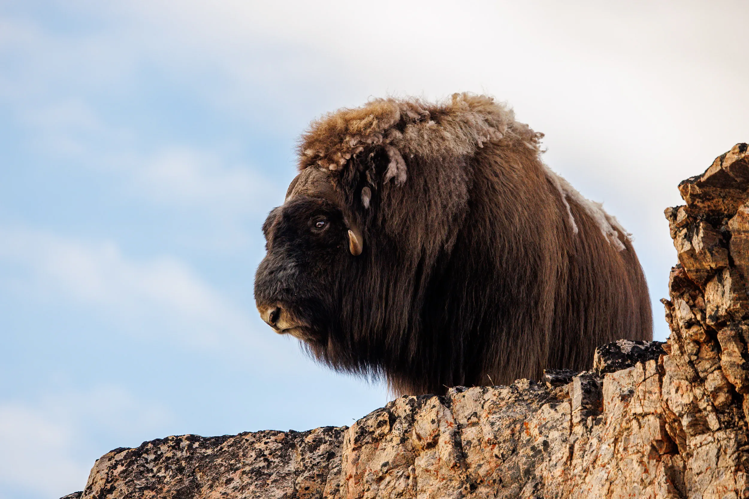 Crowned in Windblown Wool
