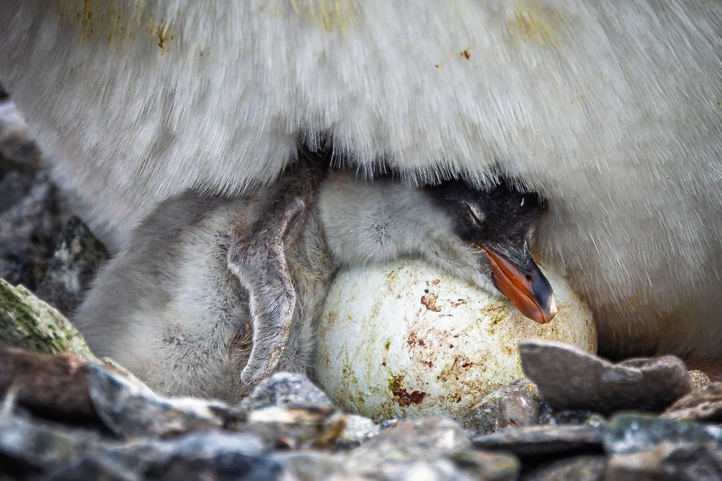 Two Beginnings, One Shelter