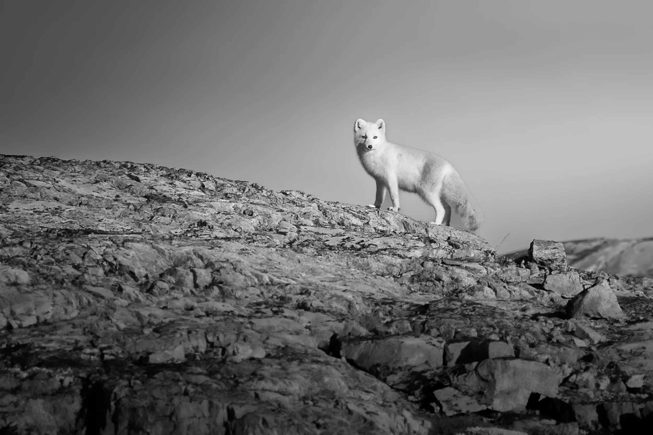 A Ghost on the Ridge