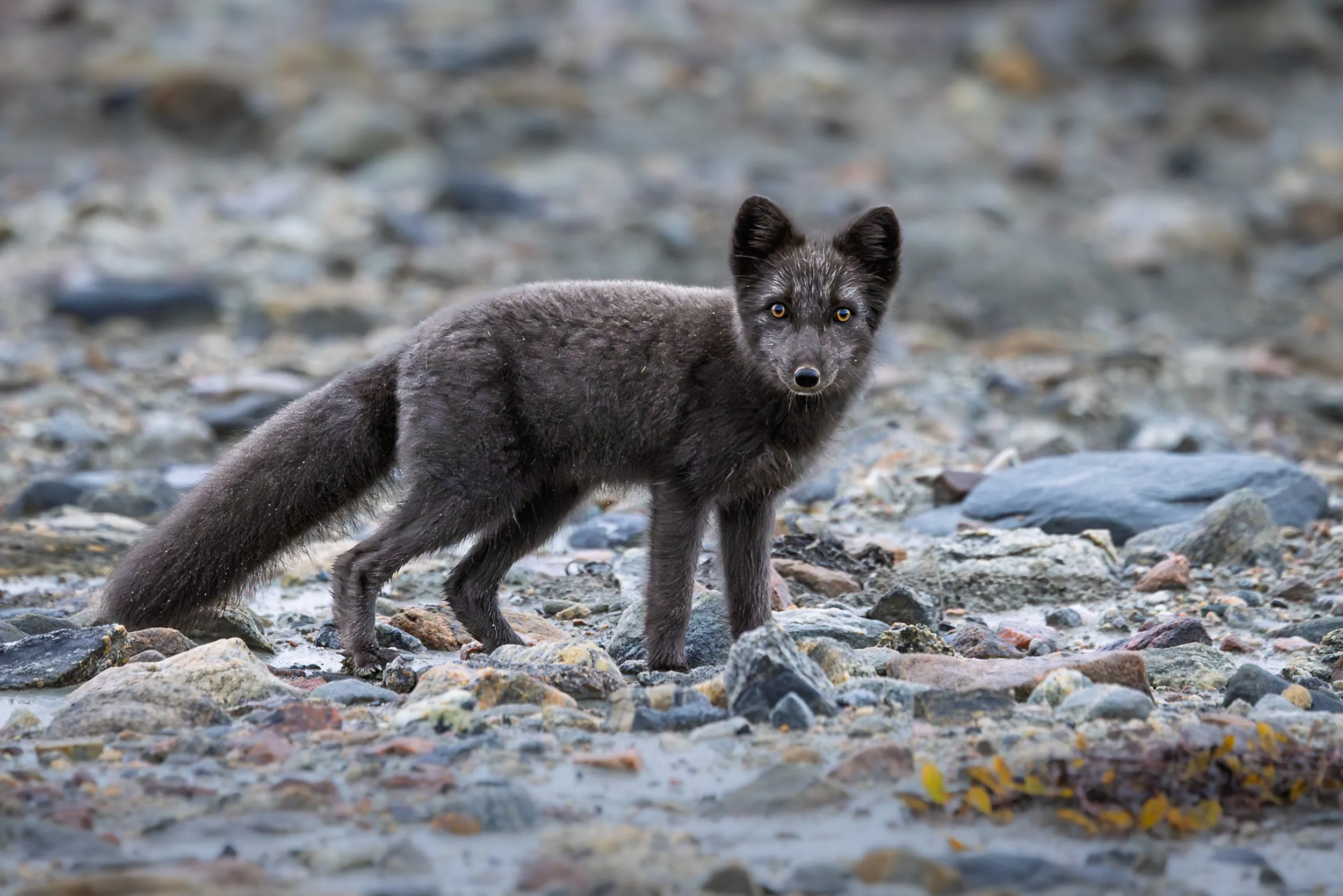 A Shadow Given Fur