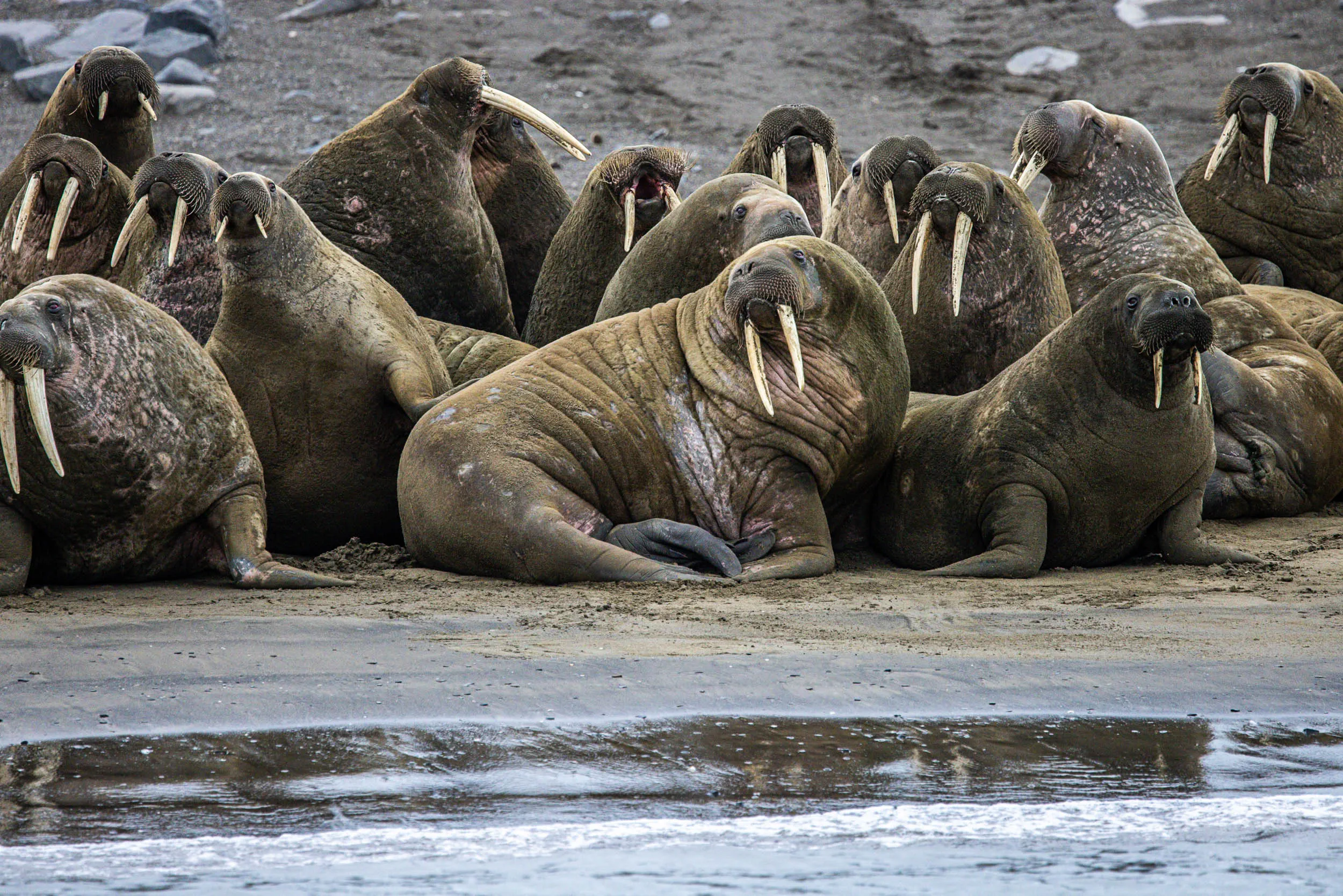 A Congress of Tusks