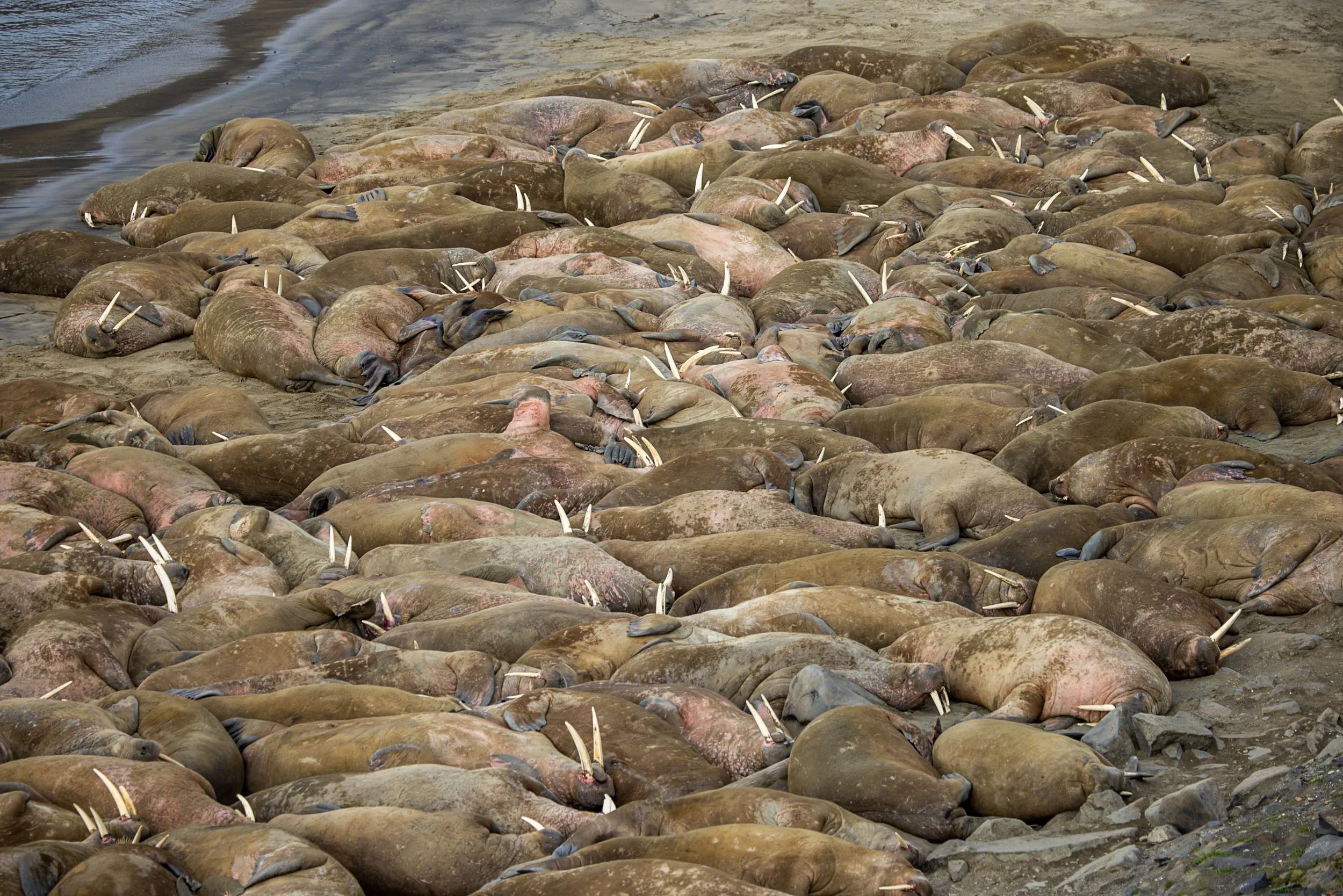 Where the Tide Leaves Them