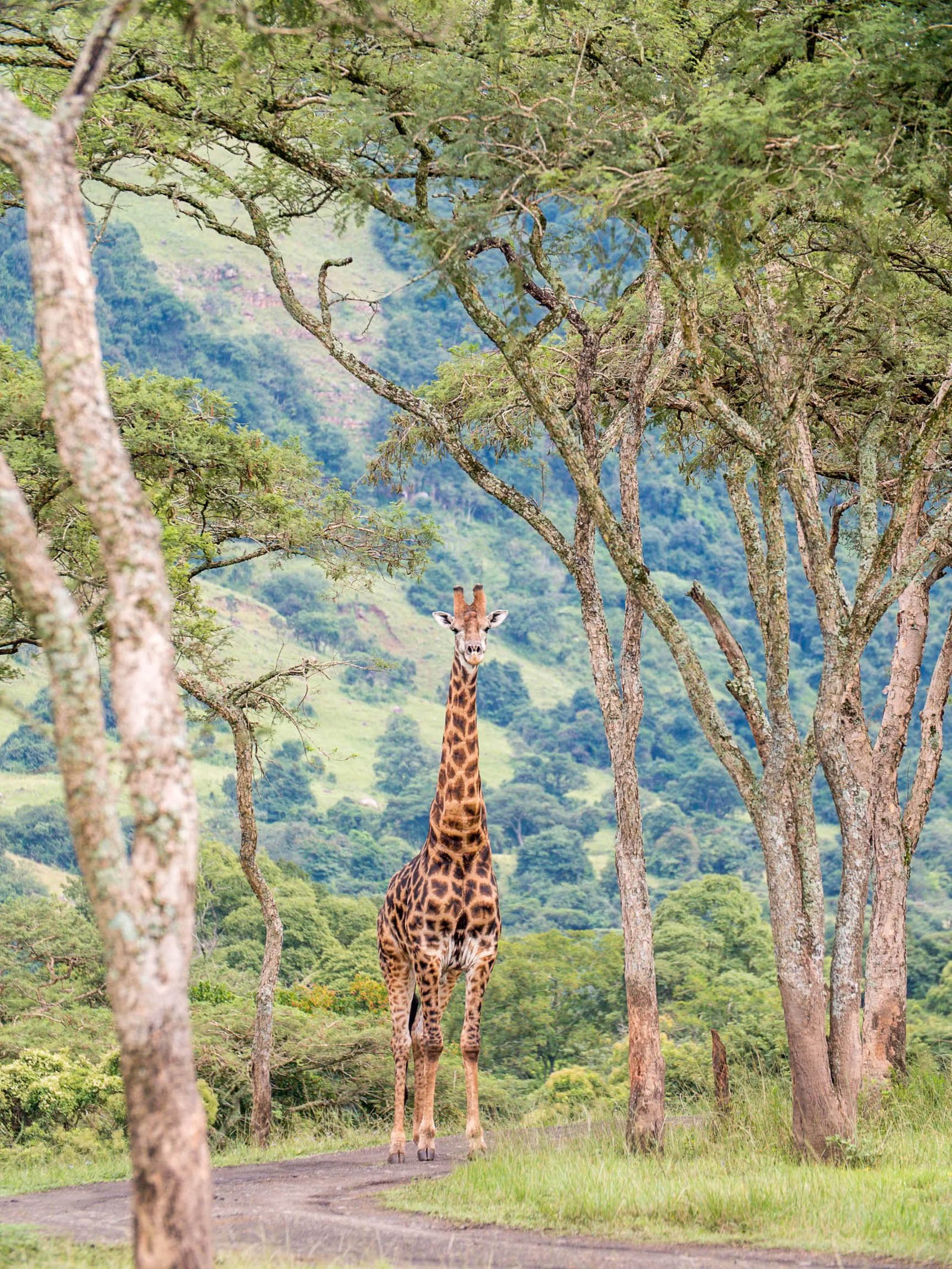 Giraffe in the Mist