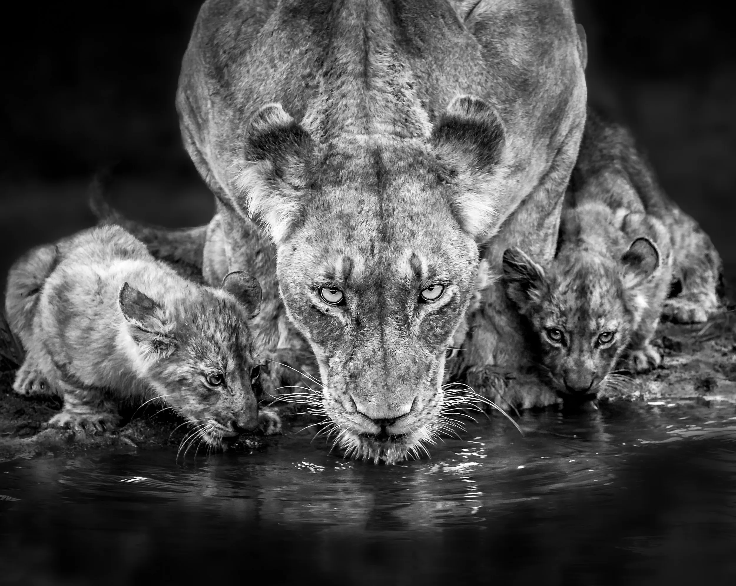 Three Reflections, One Guard