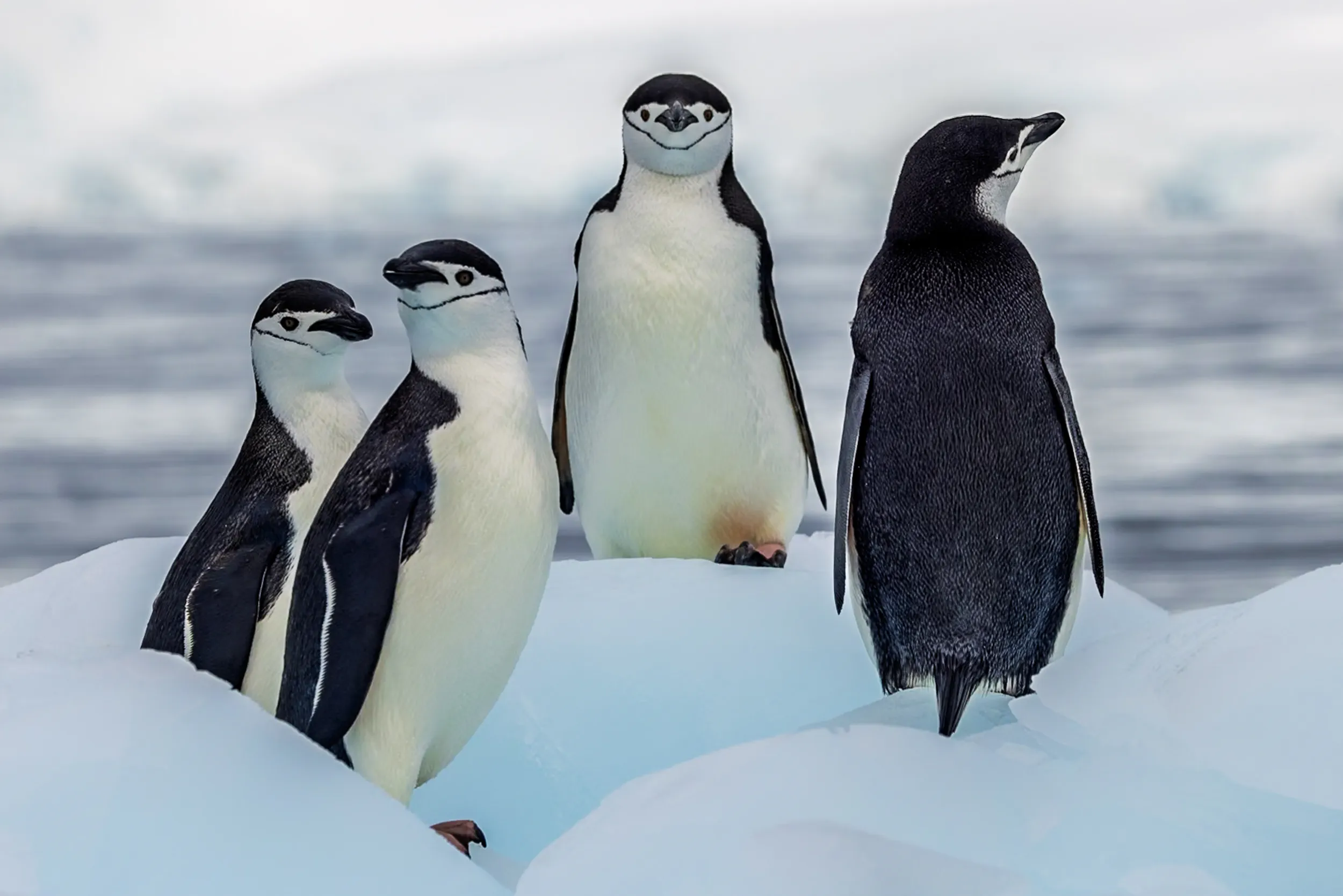 Four Faces of the Floe