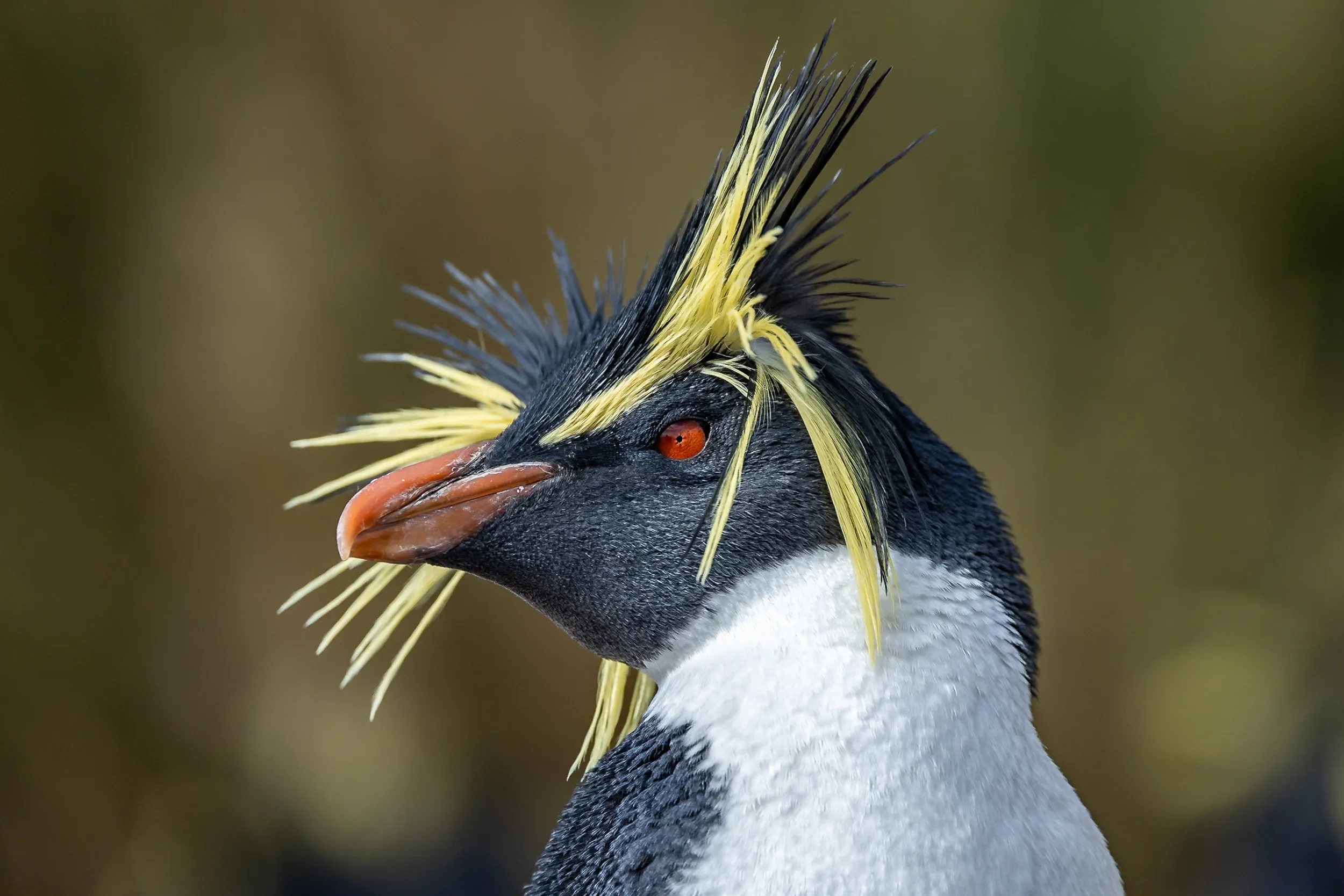 Fierce Crest