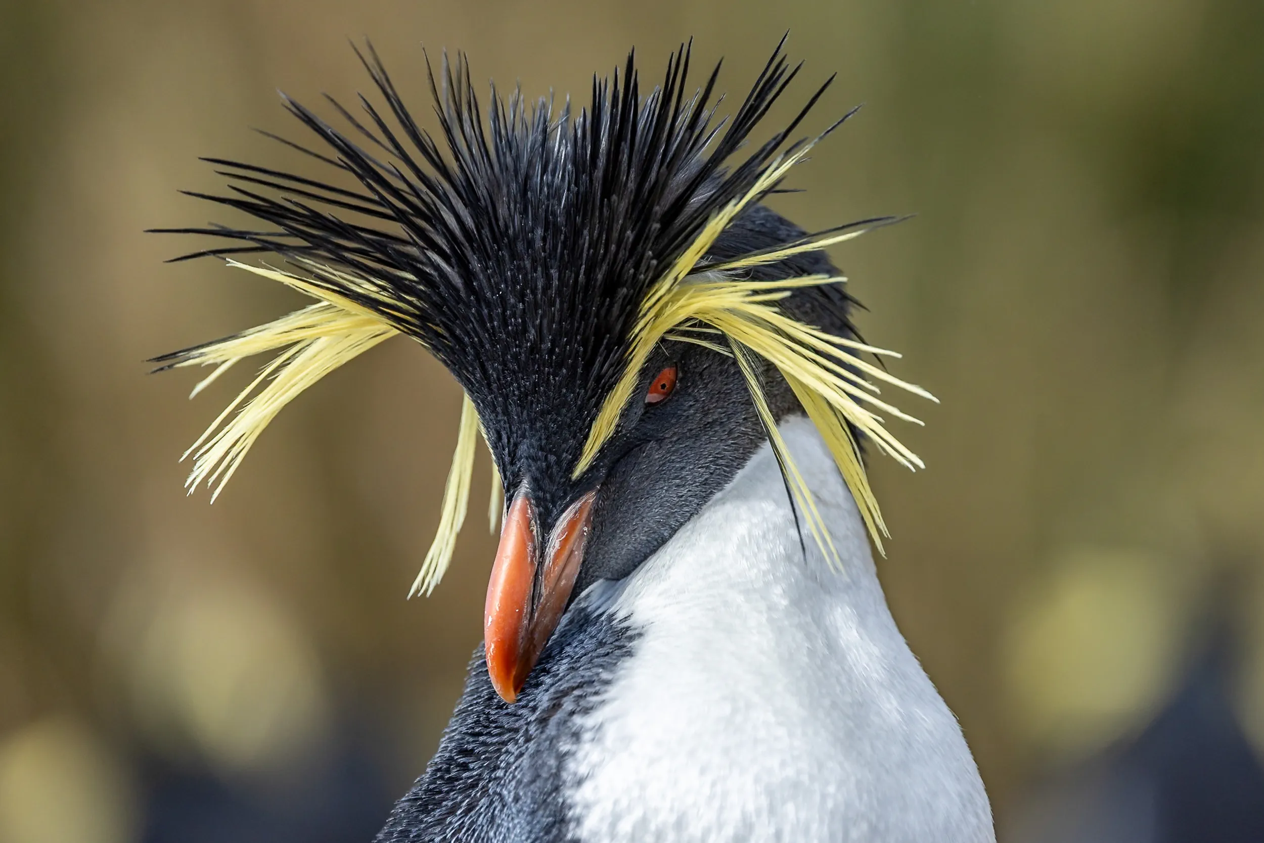 Windswept Crown