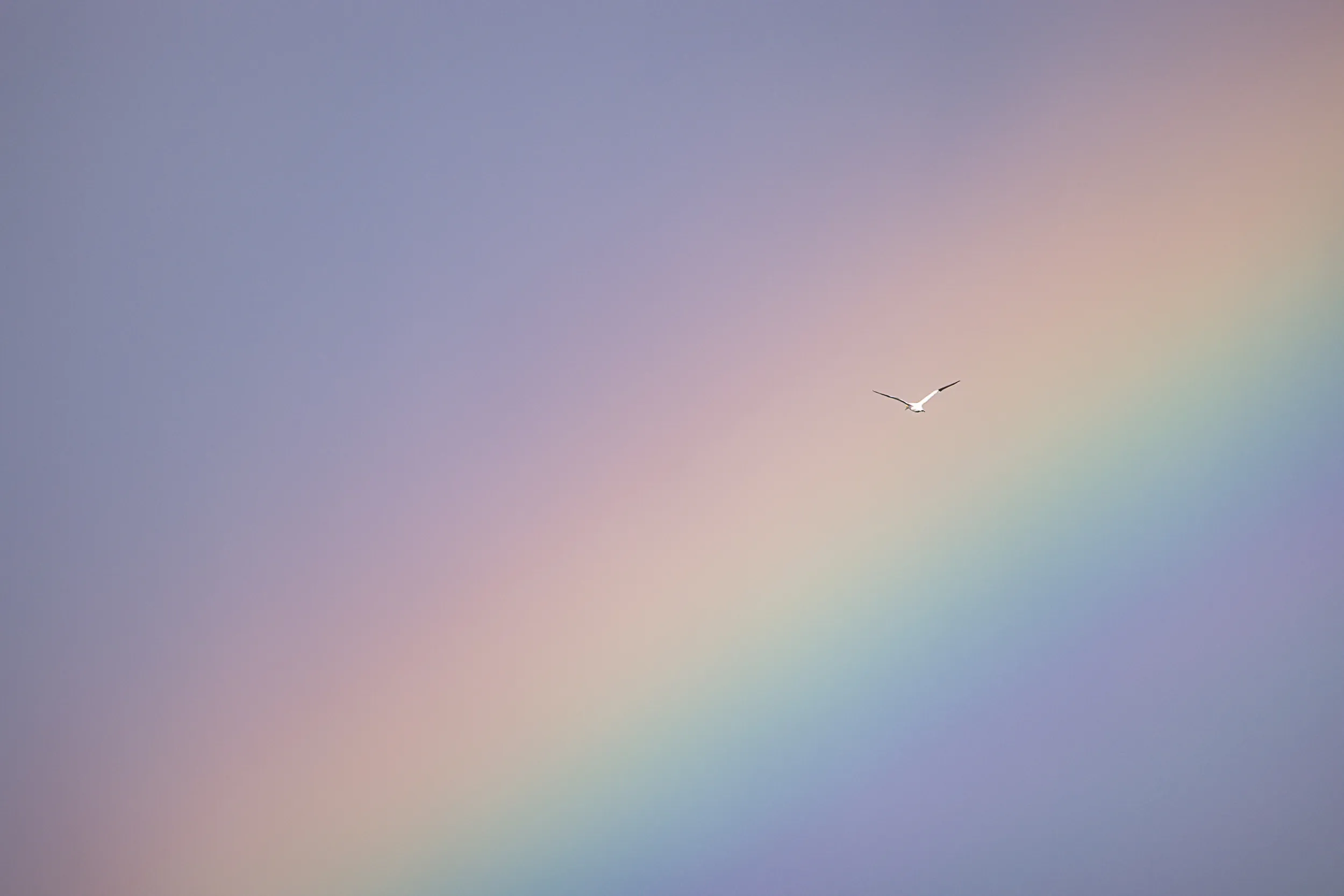Wings Across the Spectrum