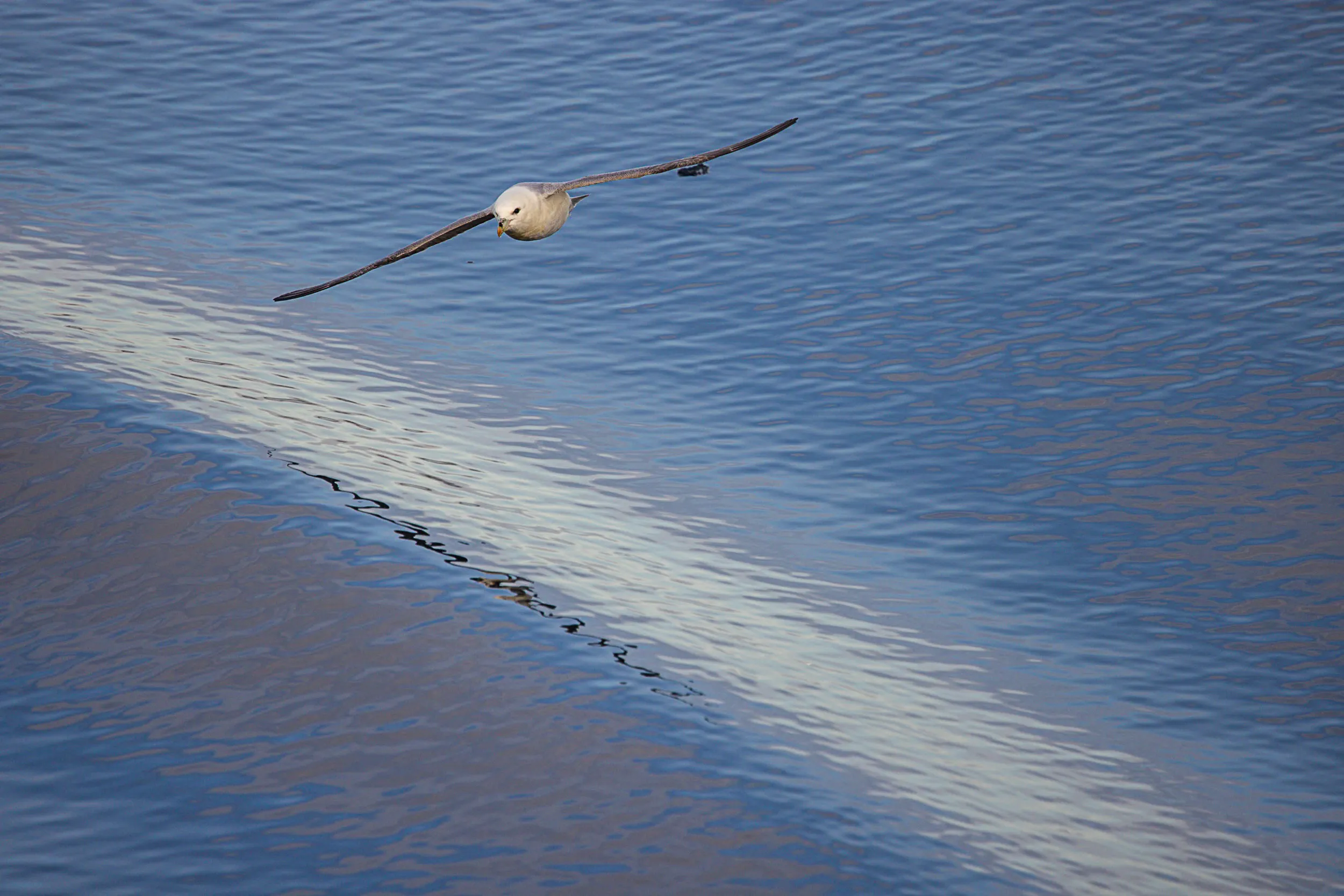 Low Over the Wake