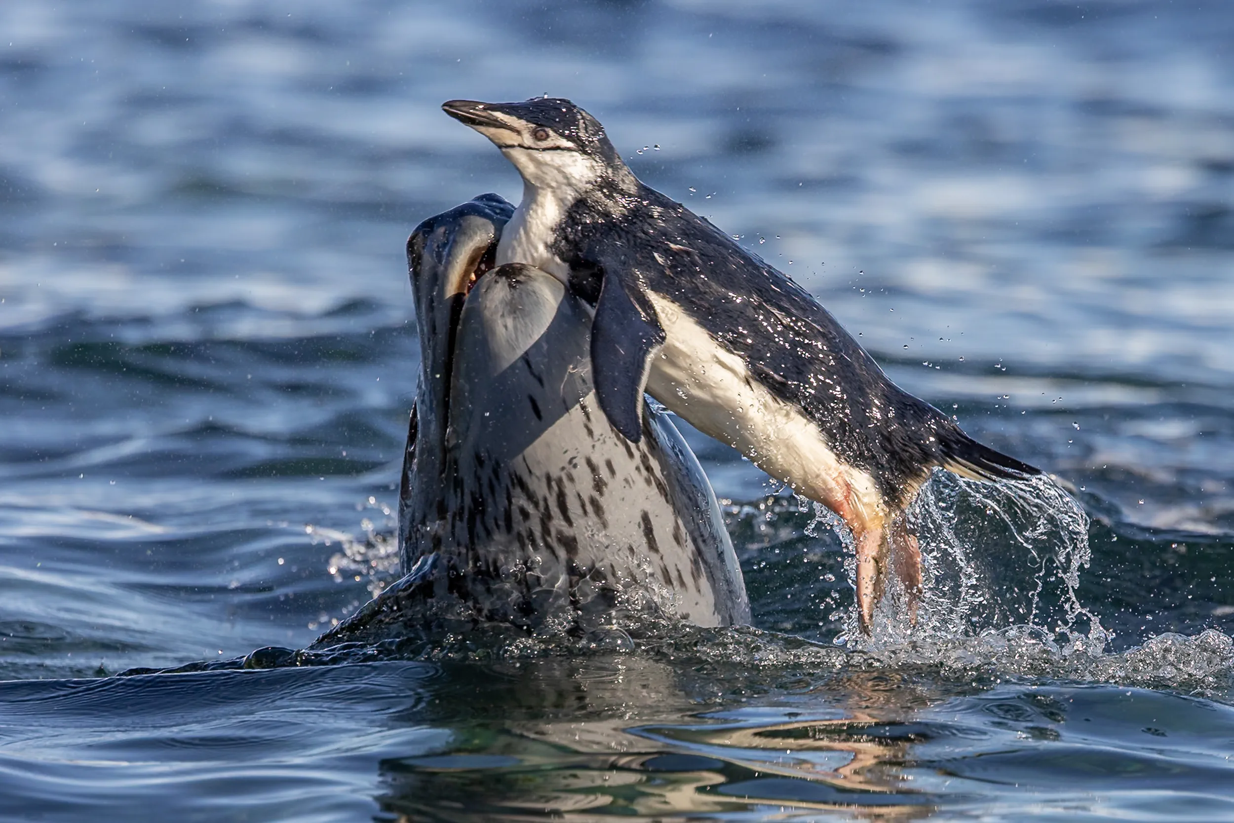 The Catch Surfaces