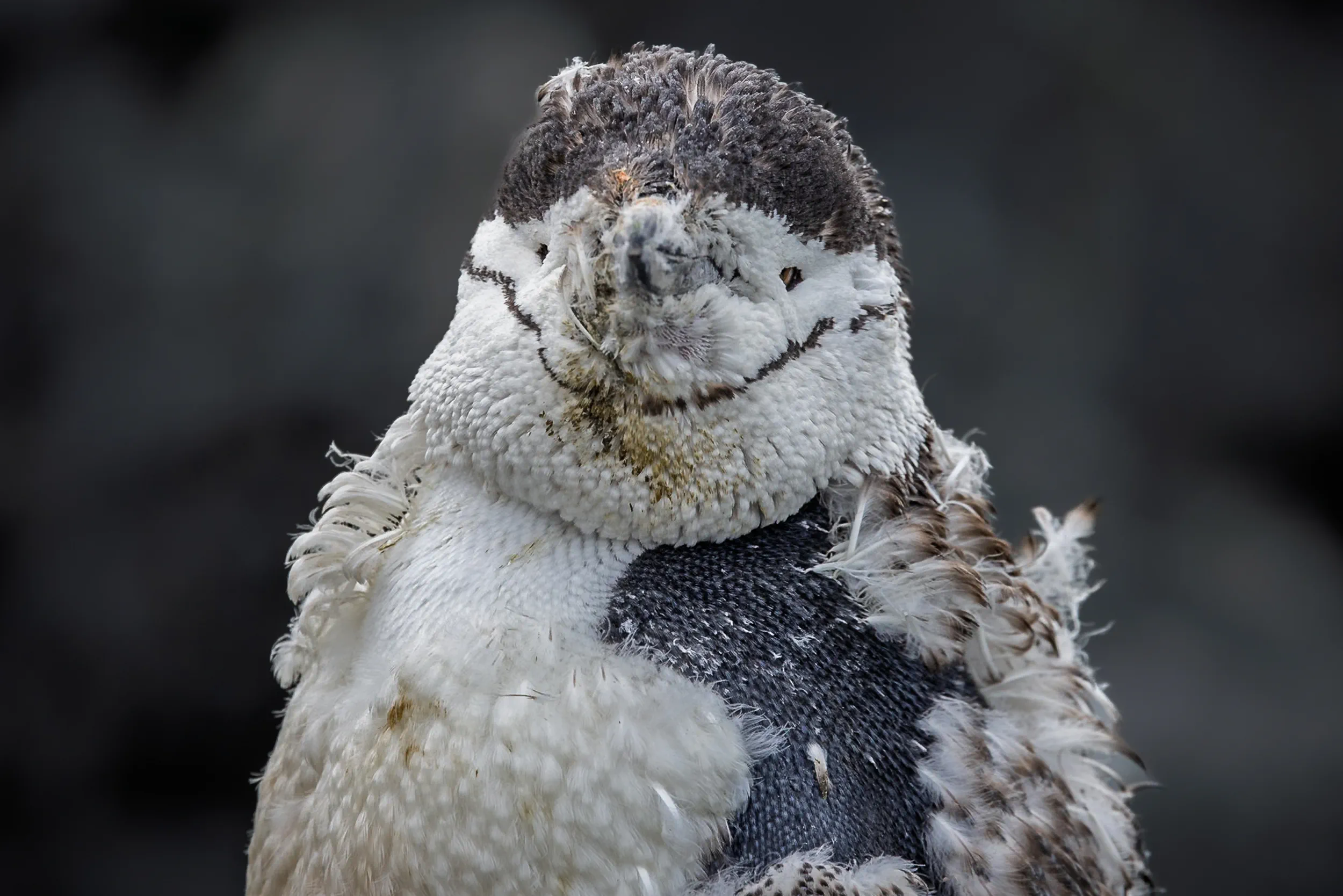 A Fledgling Wrapped in Down
