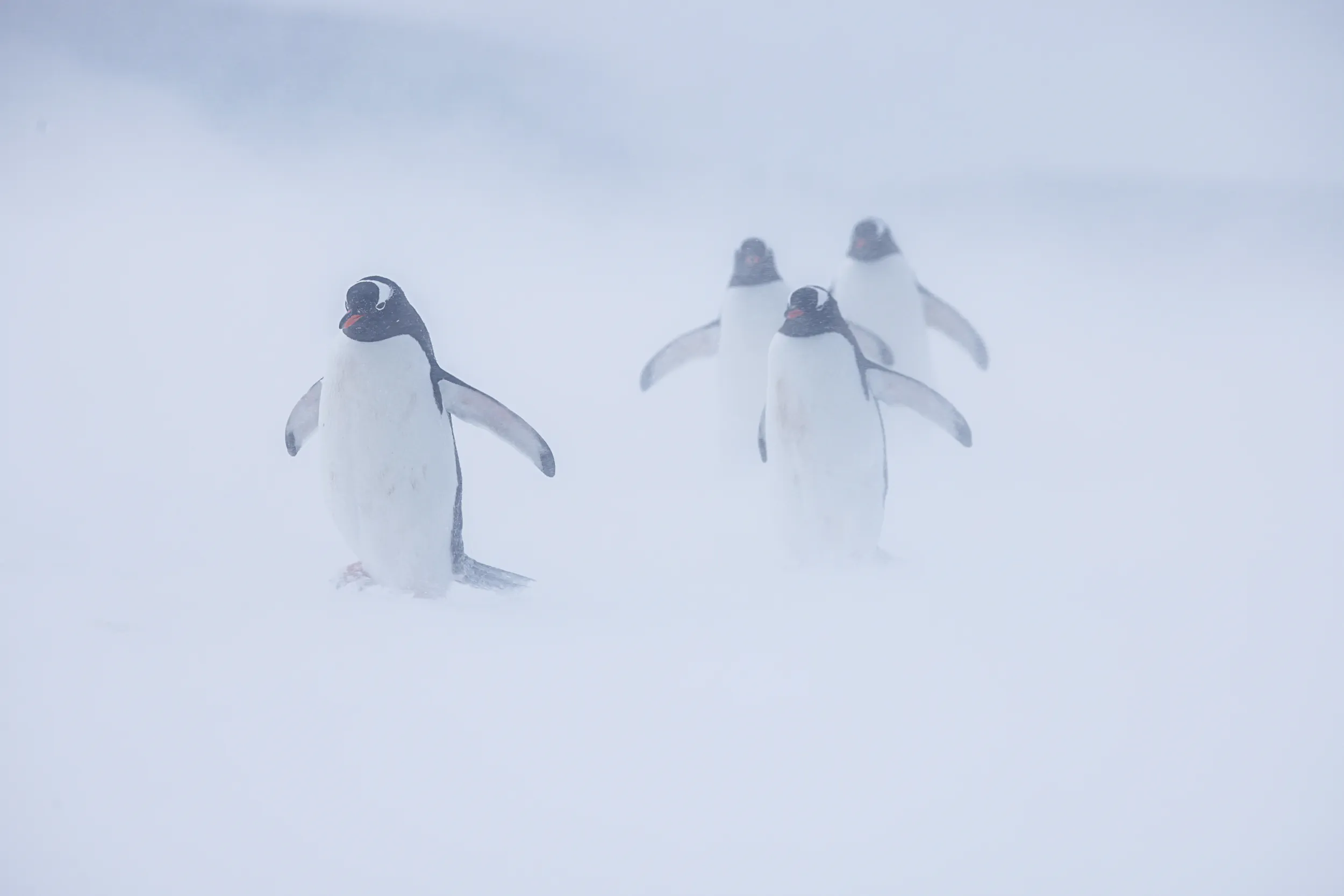 Marching Through Whiteout