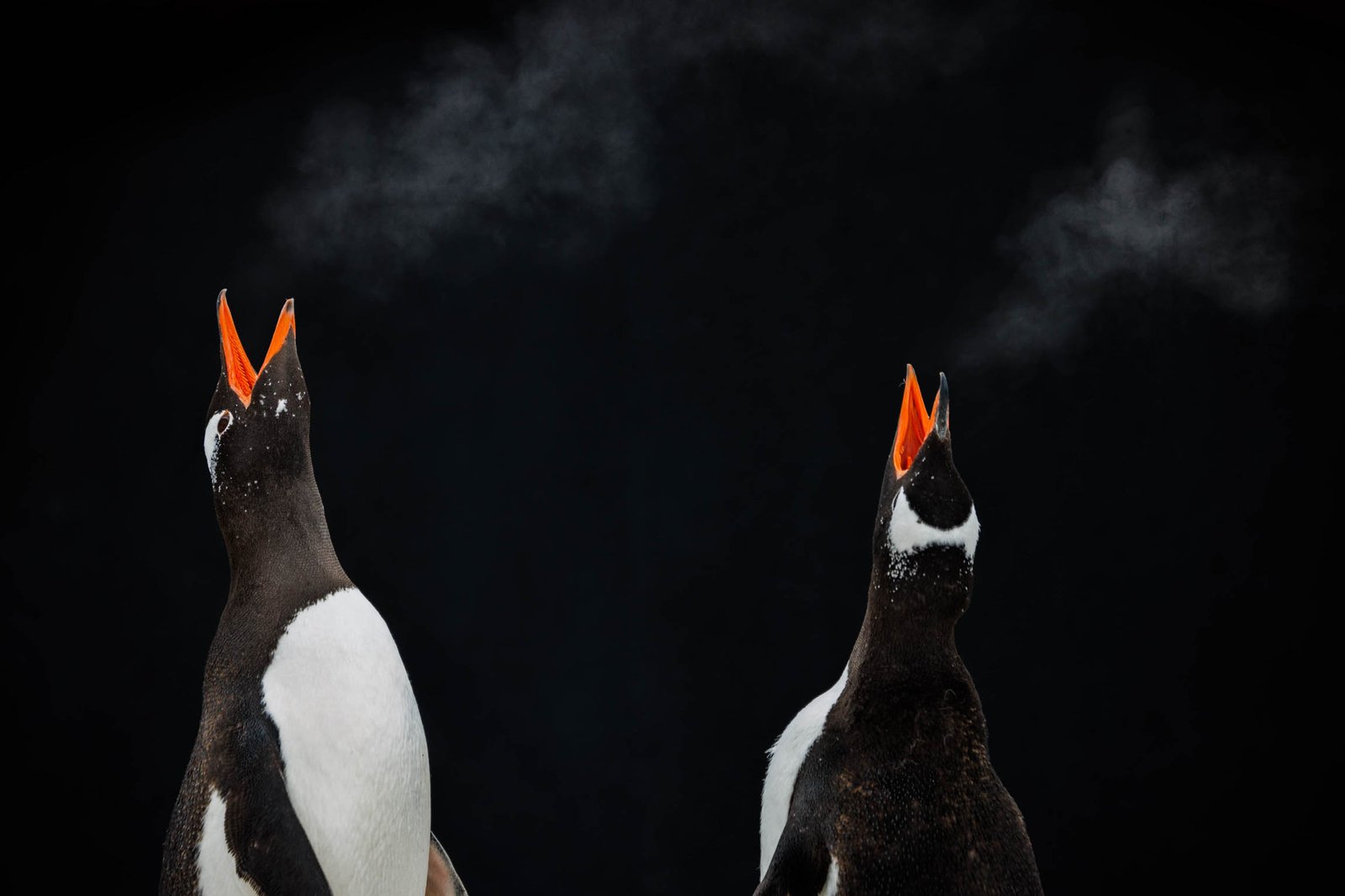 Wildlife photography: King penguins in their natural habitat