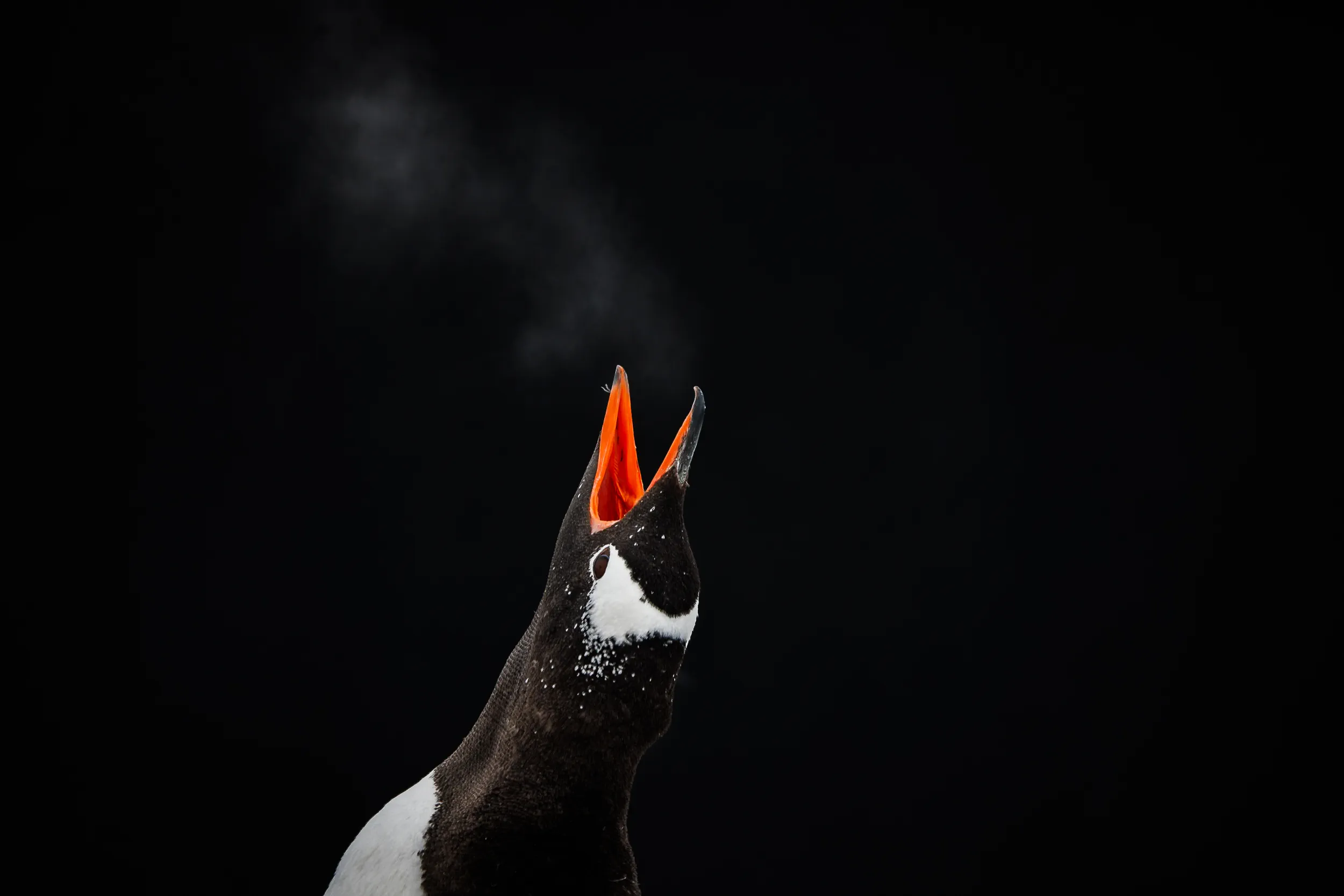 A Voice Made of Steam