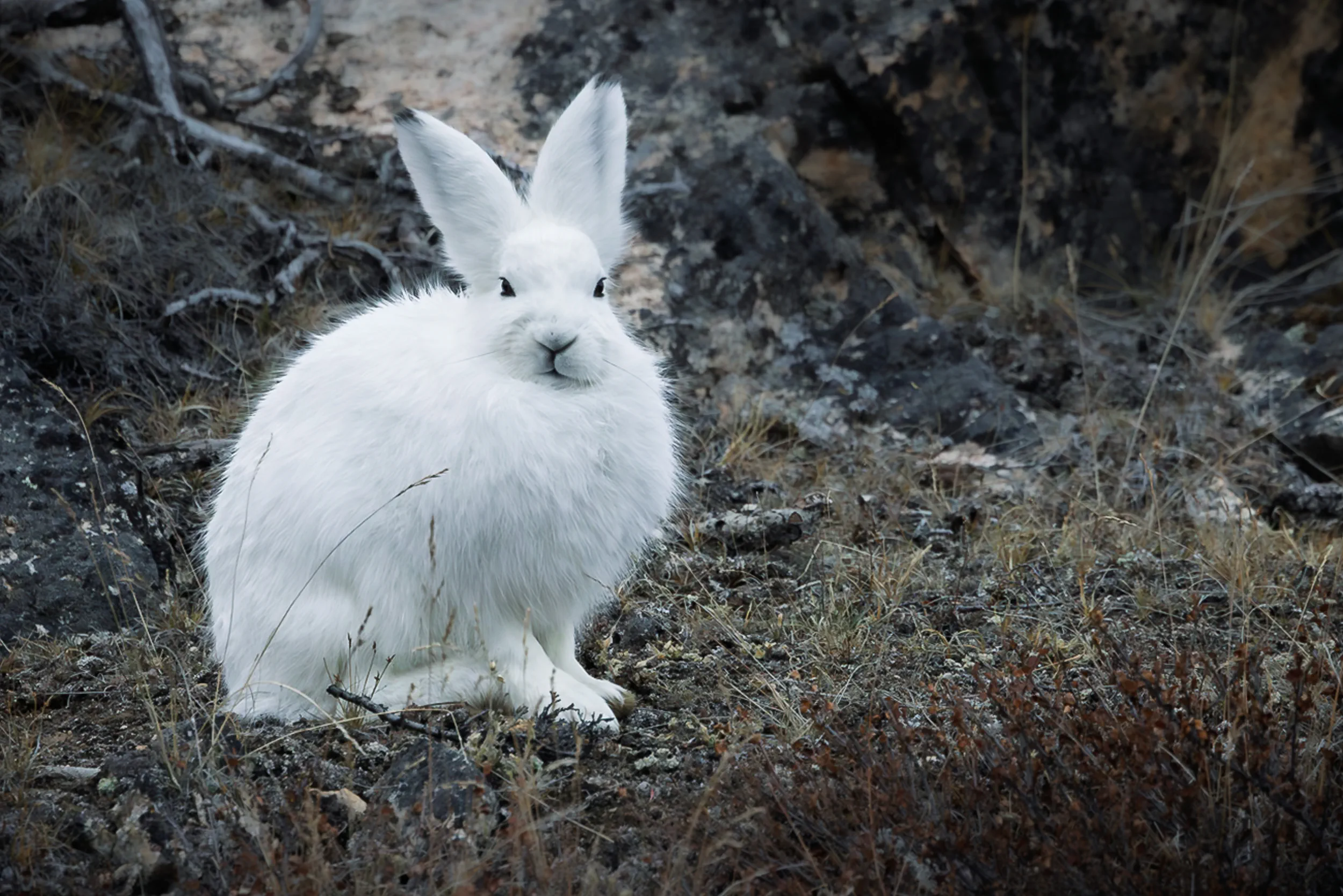 A Winter Coat, Undisturbed