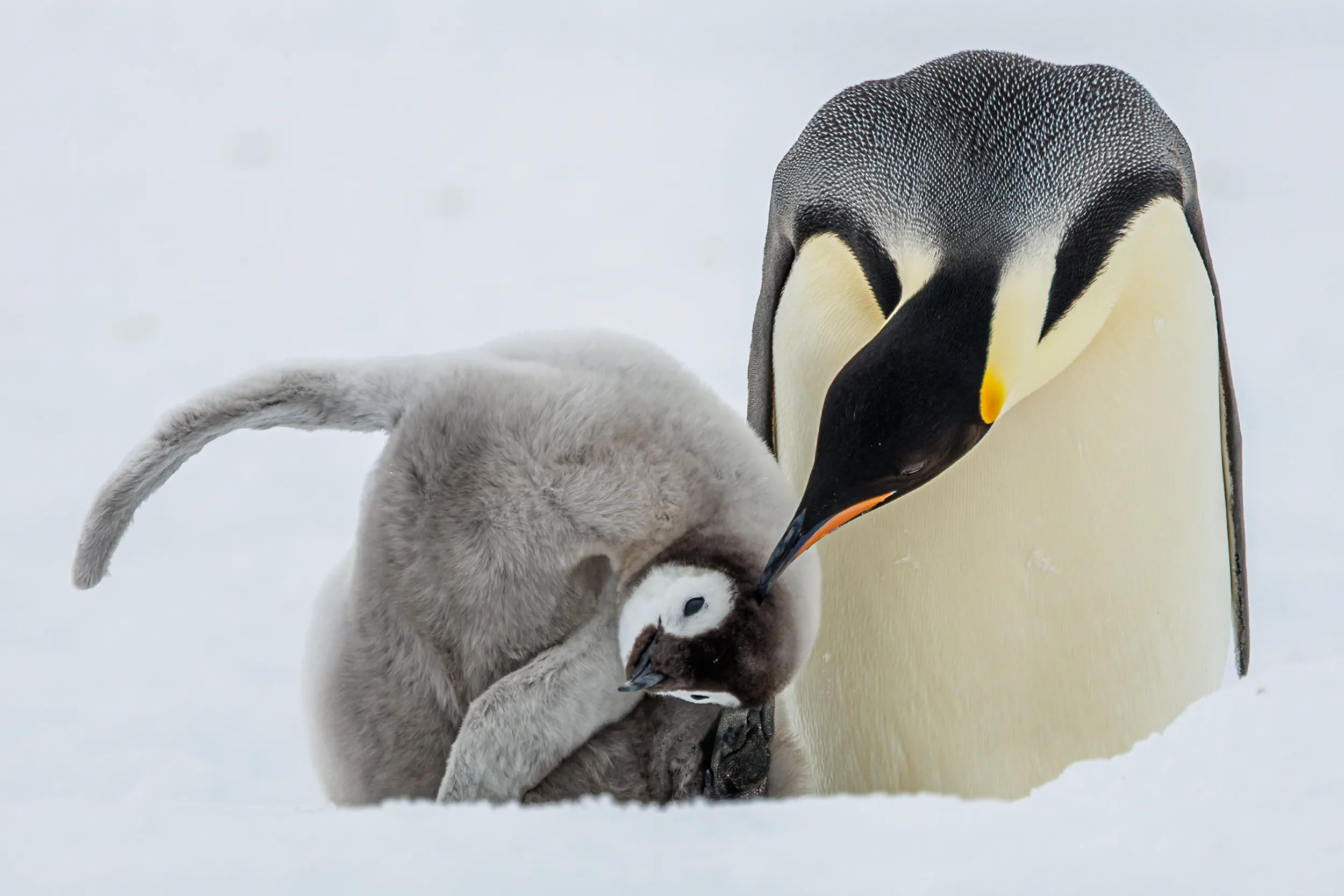 A Beak's Gentle Offering