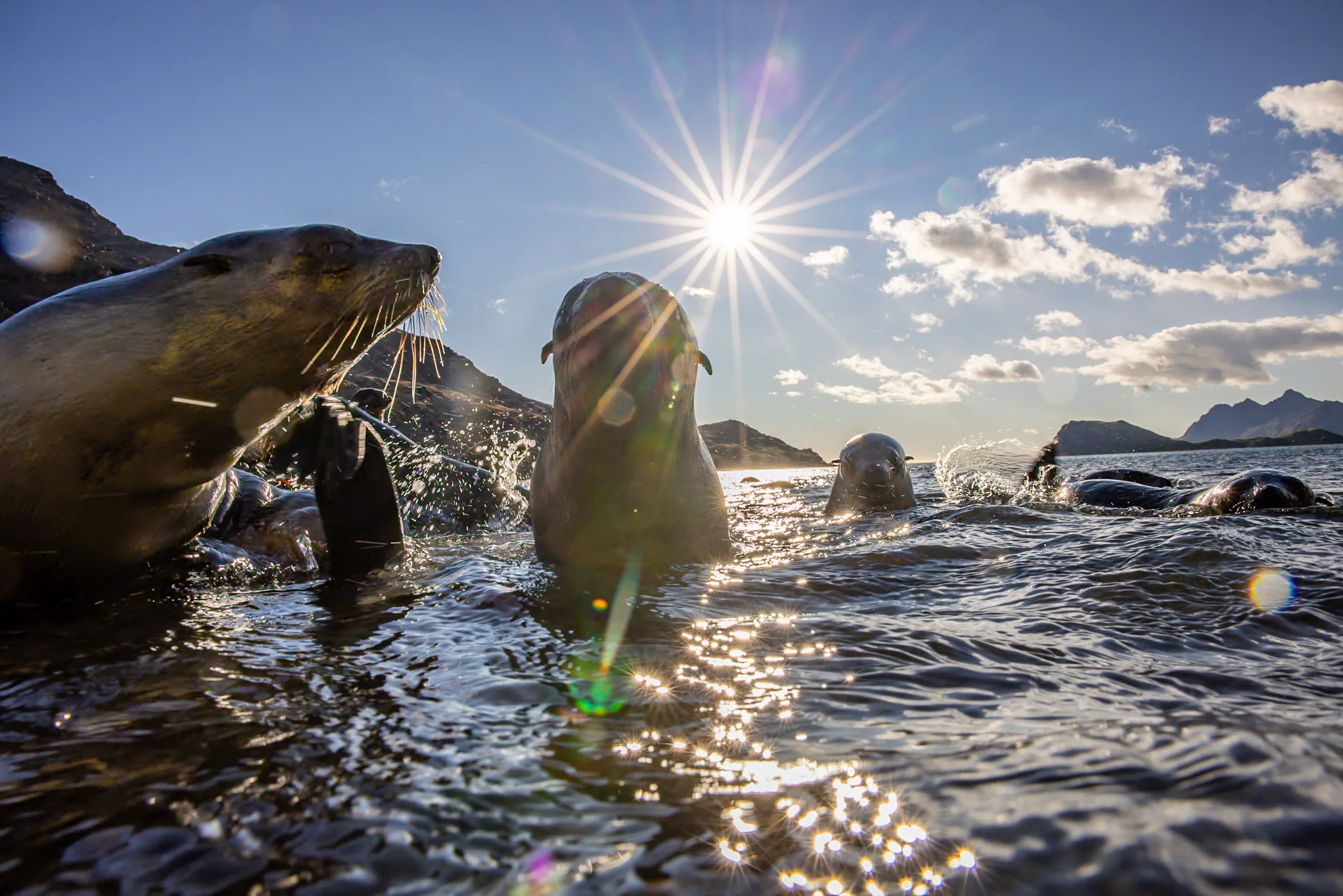 Sunburst Among Seals