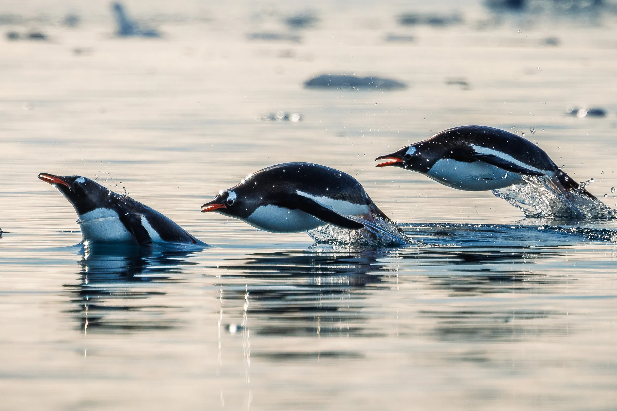 In Formation