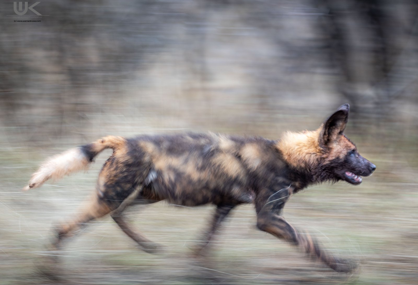 The Blur of the Chase