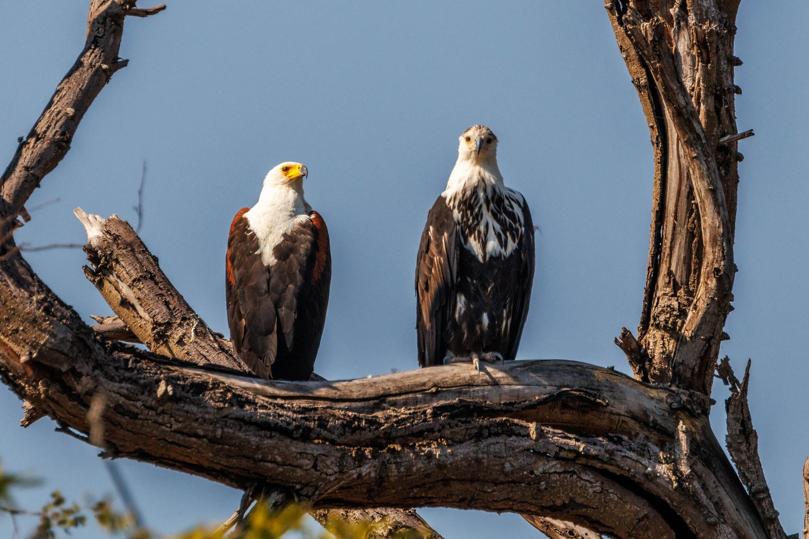 Two on the Bare Branch