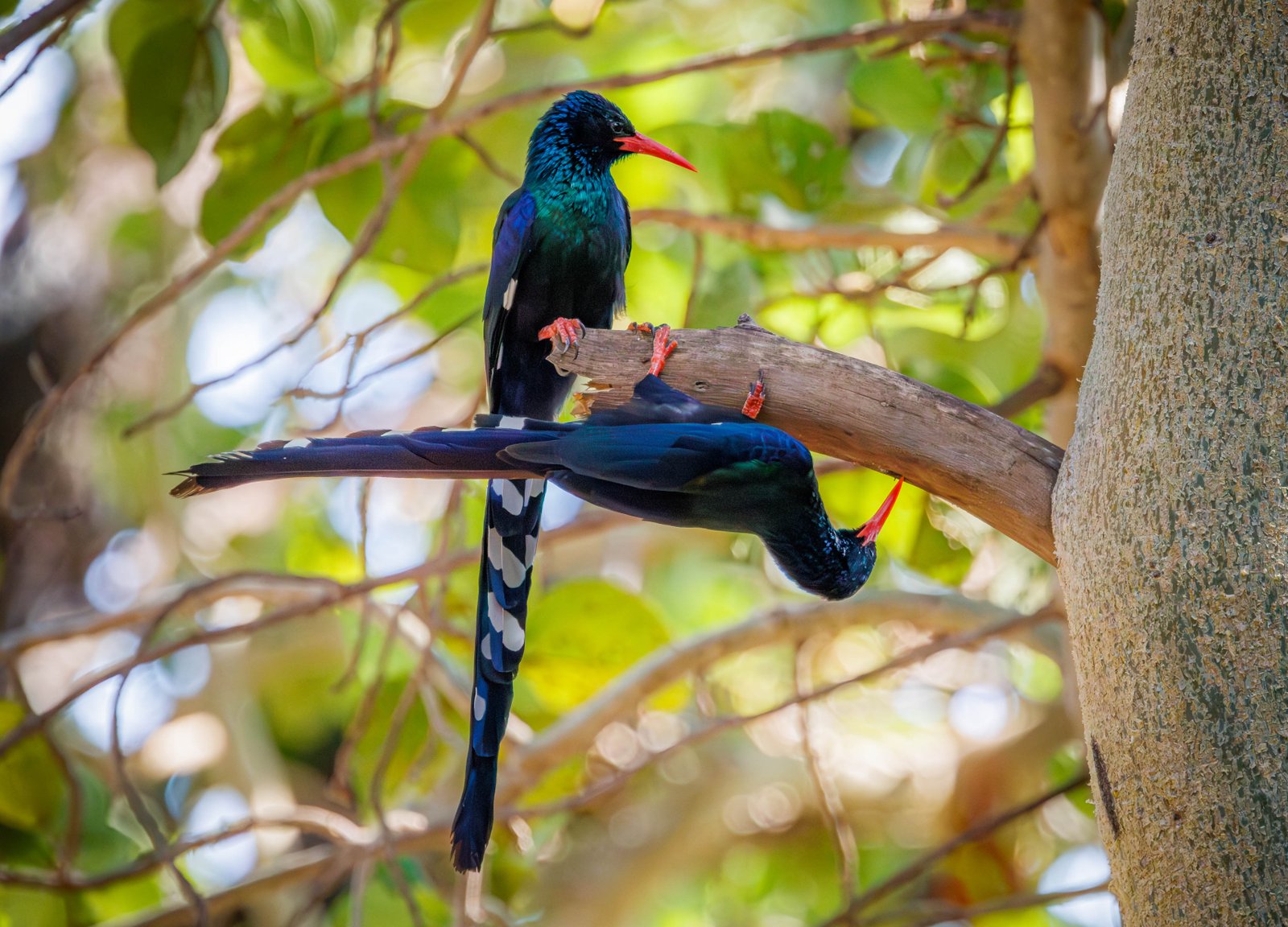 Emerald Acrobats