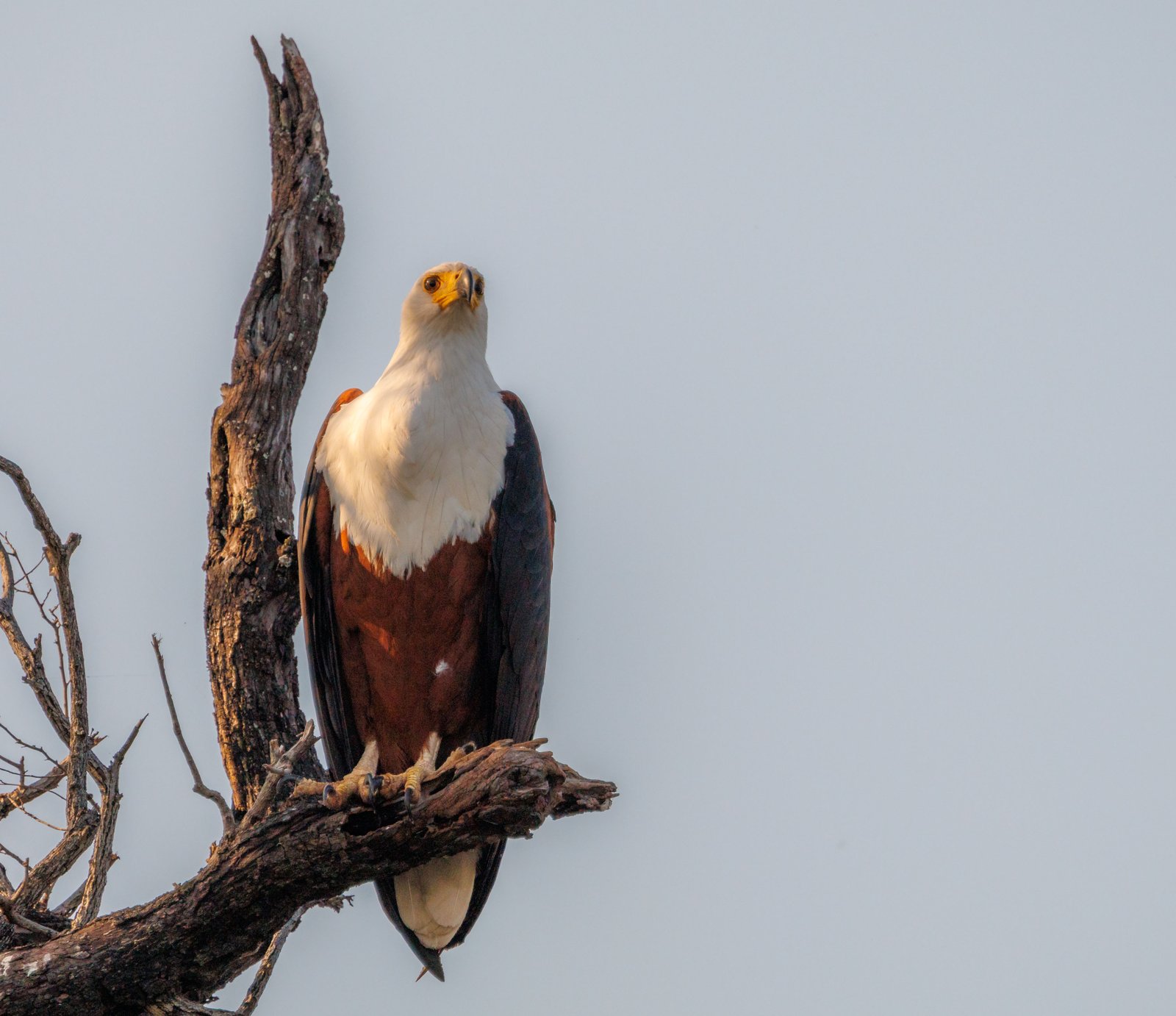 Sentinel of the Snag