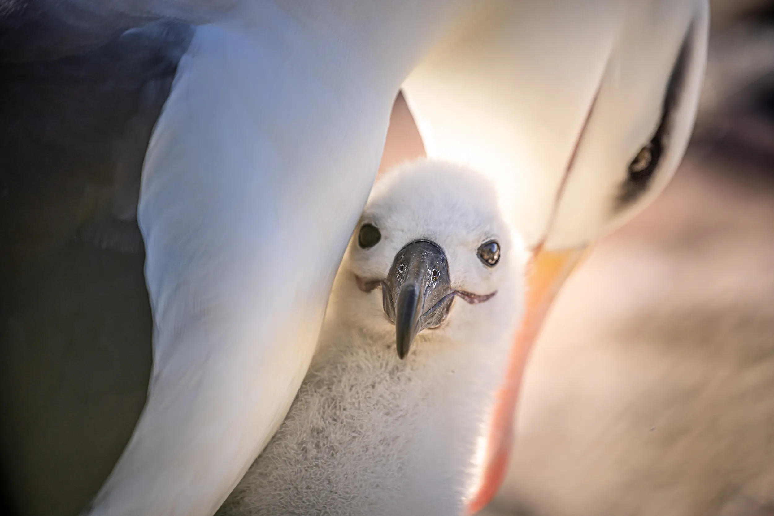 Sheltered Beneath a Wing