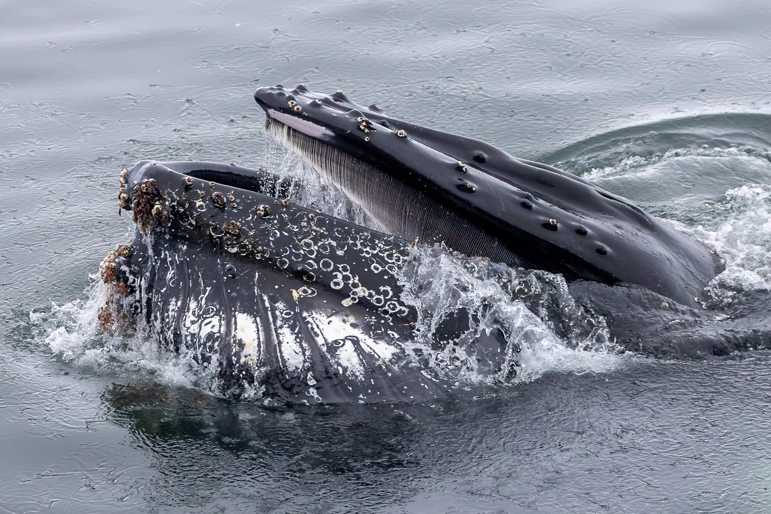 Baleen Curtain