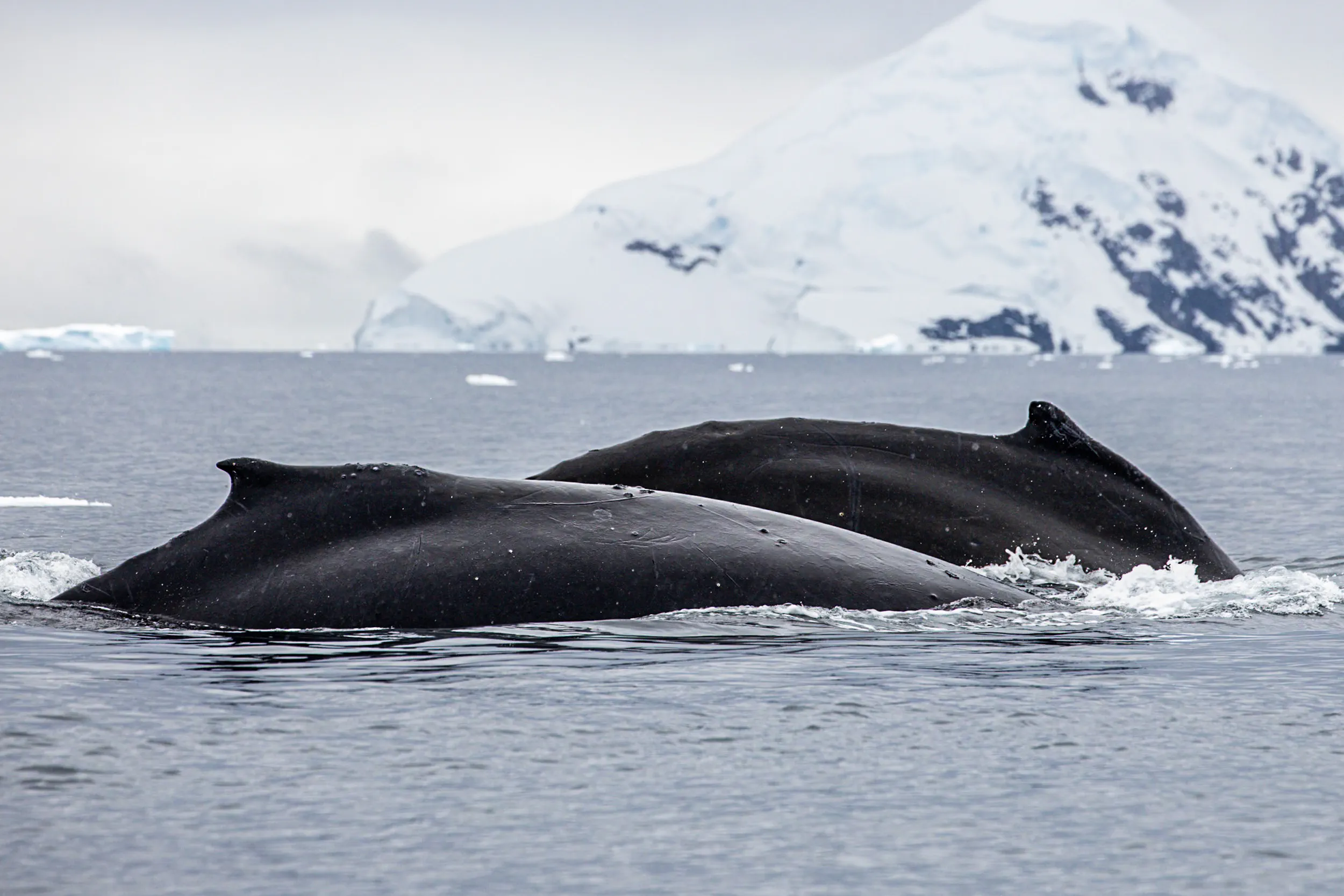 Twin Backs Surfacing