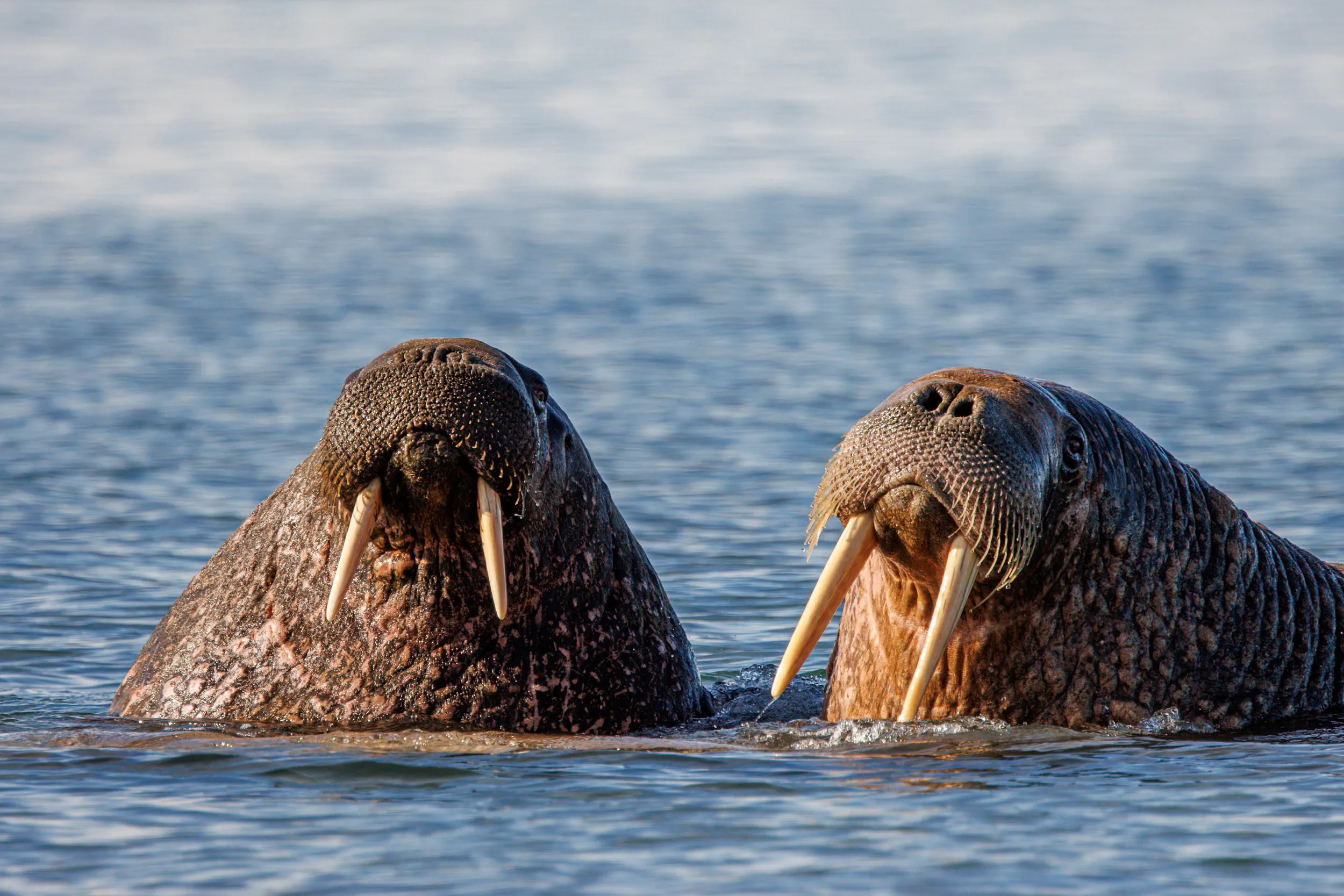 Tusks in Conversation